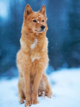 Thumbnail Image 0BCb5tCrx