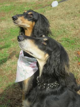 Thumbnail Image 4aJ37urBz