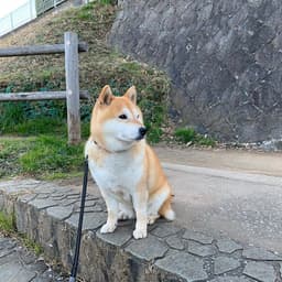 Thumbnail Image 8A6xdRWNR