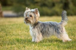 Thumbnail Image B12BnxcVQ