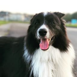 Thumbnail Image BPp0qBhbV