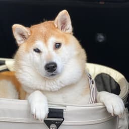 Thumbnail Image BwojUdDKe