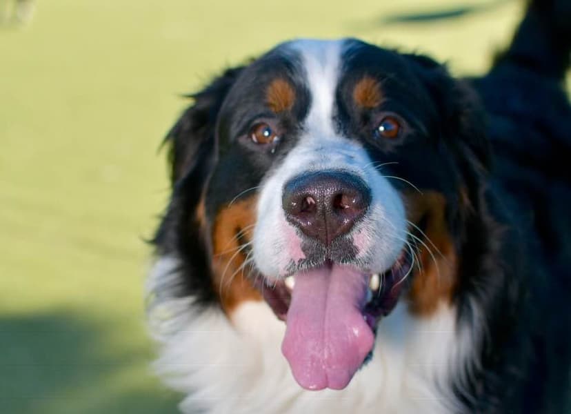 Selected Image CAy4xLsx6