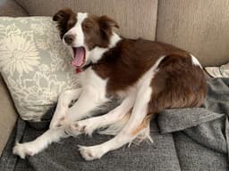 Thumbnail Image D2dI3XYj_