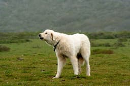 Thumbnail Image GYC8Oeux6