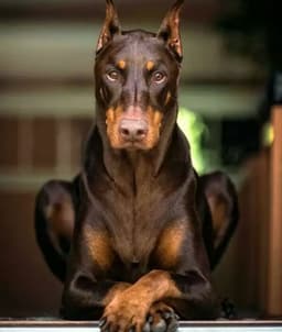 Thumbnail Image HJyvFu2Sm