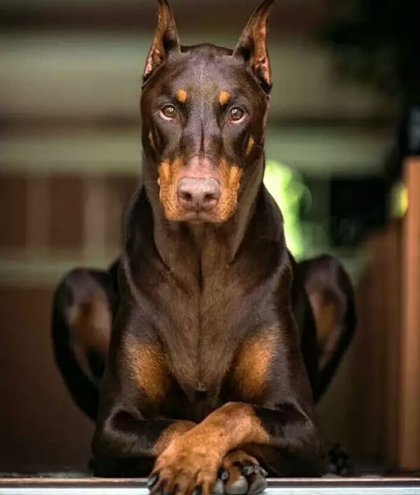 Selected Image HJyvFu2Sm