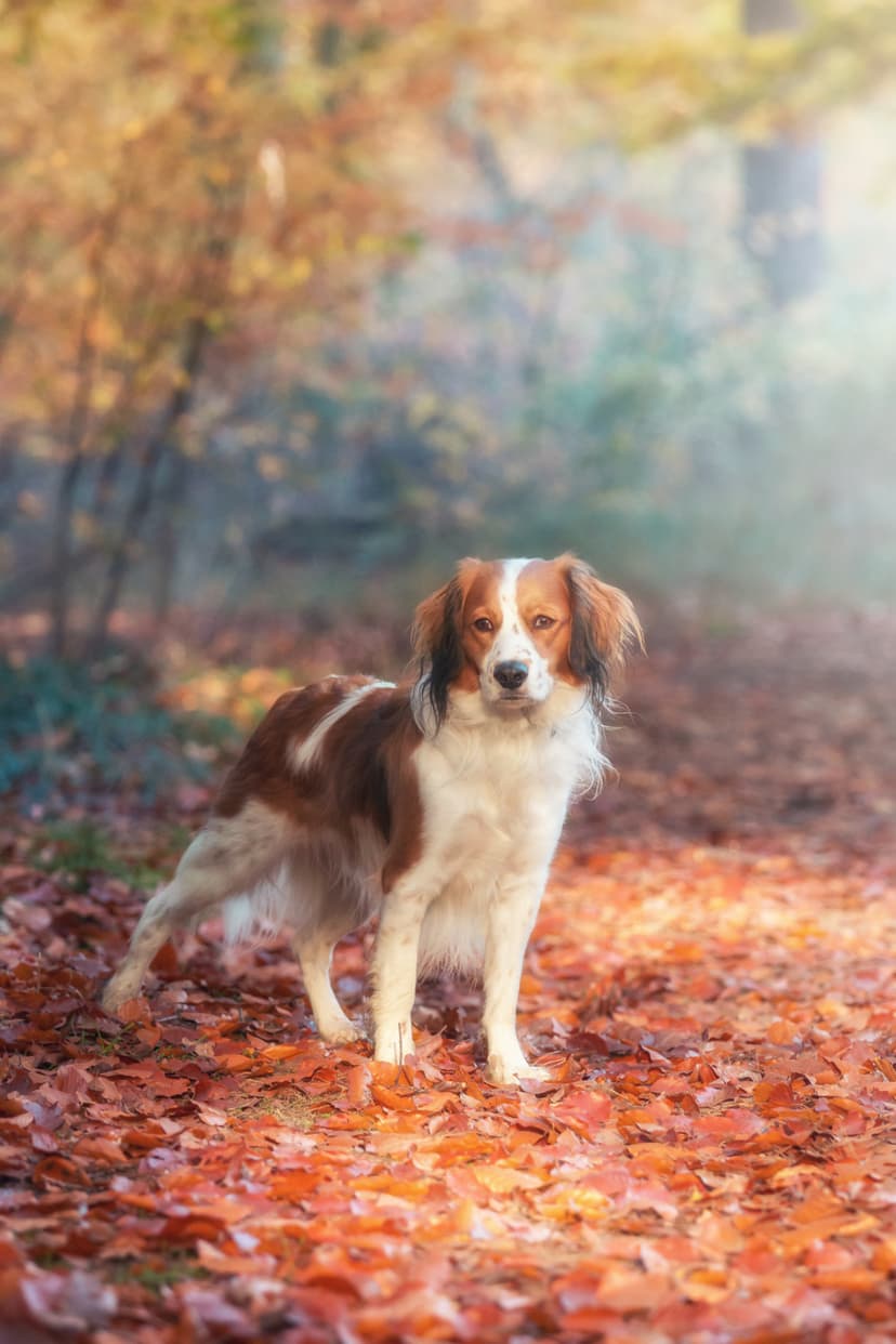 Selected Image KRxg5MIJJ