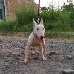 Thumbnail Image KxtaTW3gD