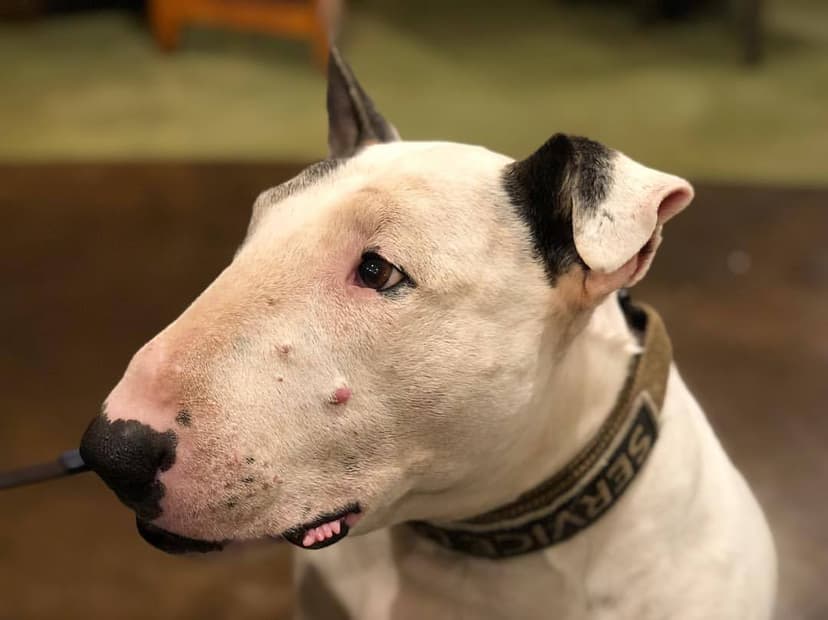 Selected Image MFaZh43yH