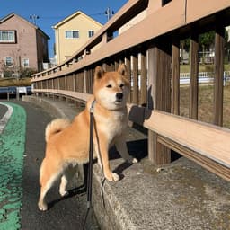 Thumbnail Image MOIDBgbt_