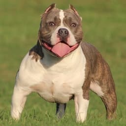 Thumbnail Image PTBCQmT0h