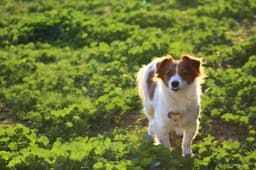 Thumbnail Image S9a_qUna4