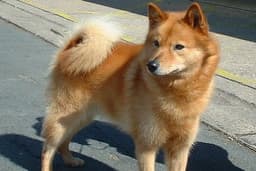 Thumbnail Image SuF176CZ8