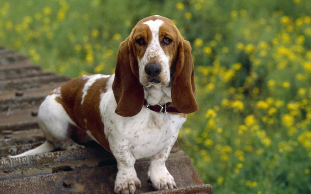 Basset Hound