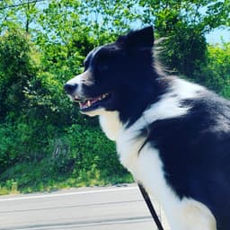 Thumbnail Image Vh2yFrSLm