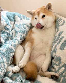 Thumbnail Image YAMPxIL4c