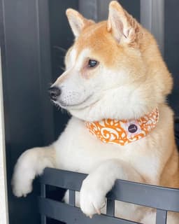 Thumbnail Image _LWIQOpXG