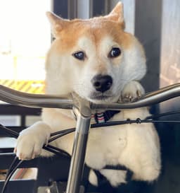 Thumbnail Image jJIqSF3mP