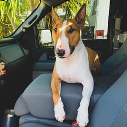 Thumbnail Image q3wSiFZ7m