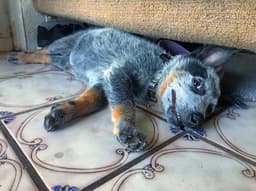 Thumbnail Image xAo4Tfbyg