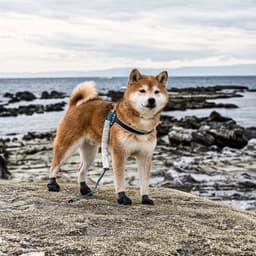 Thumbnail Image xv365V4P_