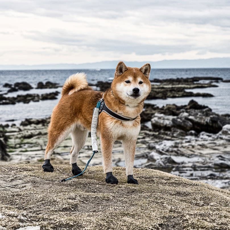 Selected Image xv365V4P_